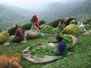 Frauen beim Sortieren der Tee-Ernte