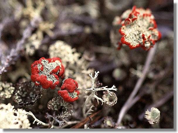 another nice picture :-)