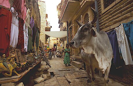 A Holy Cow downtown Delhi