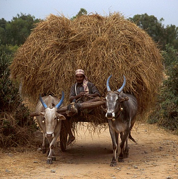 another nice picture :-)