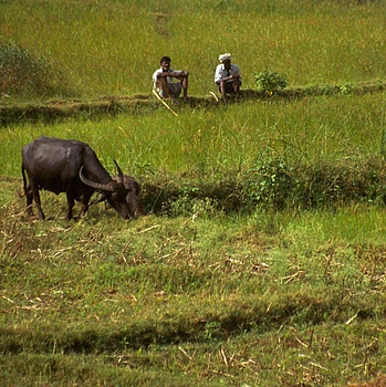 another nice picture :-)