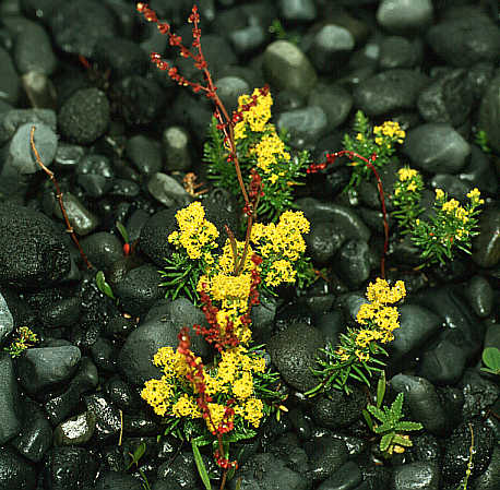 another nice picture :-)