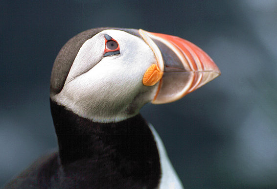 another nice picture :-)