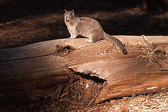 another nice picture :-)