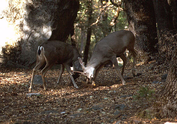 another nice picture :-)