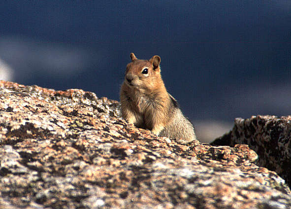 another nice picture :-)