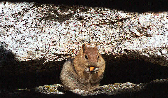 another nice picture :-)