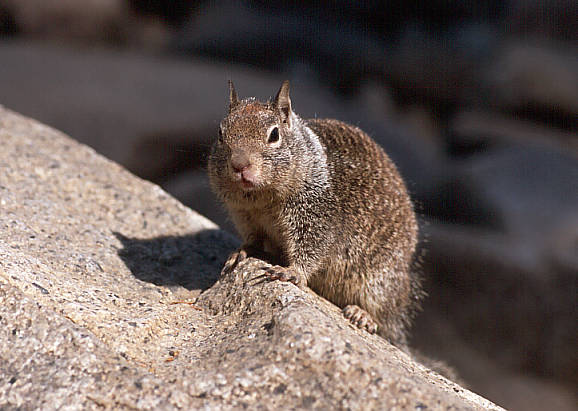 another nice picture :-)