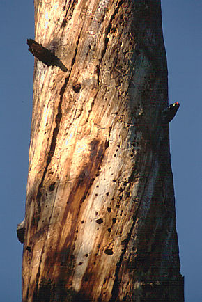 another nice picture :-)